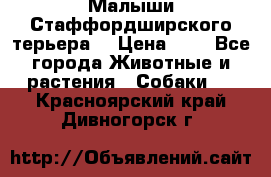 Малыши Стаффордширского терьера  › Цена ­ 1 - Все города Животные и растения » Собаки   . Красноярский край,Дивногорск г.